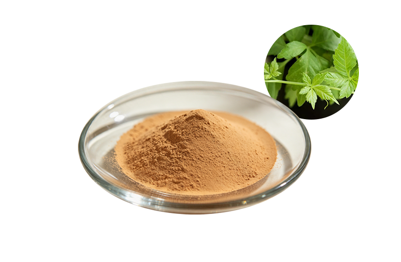 Best Gynostemma Pentaphyllum Extract